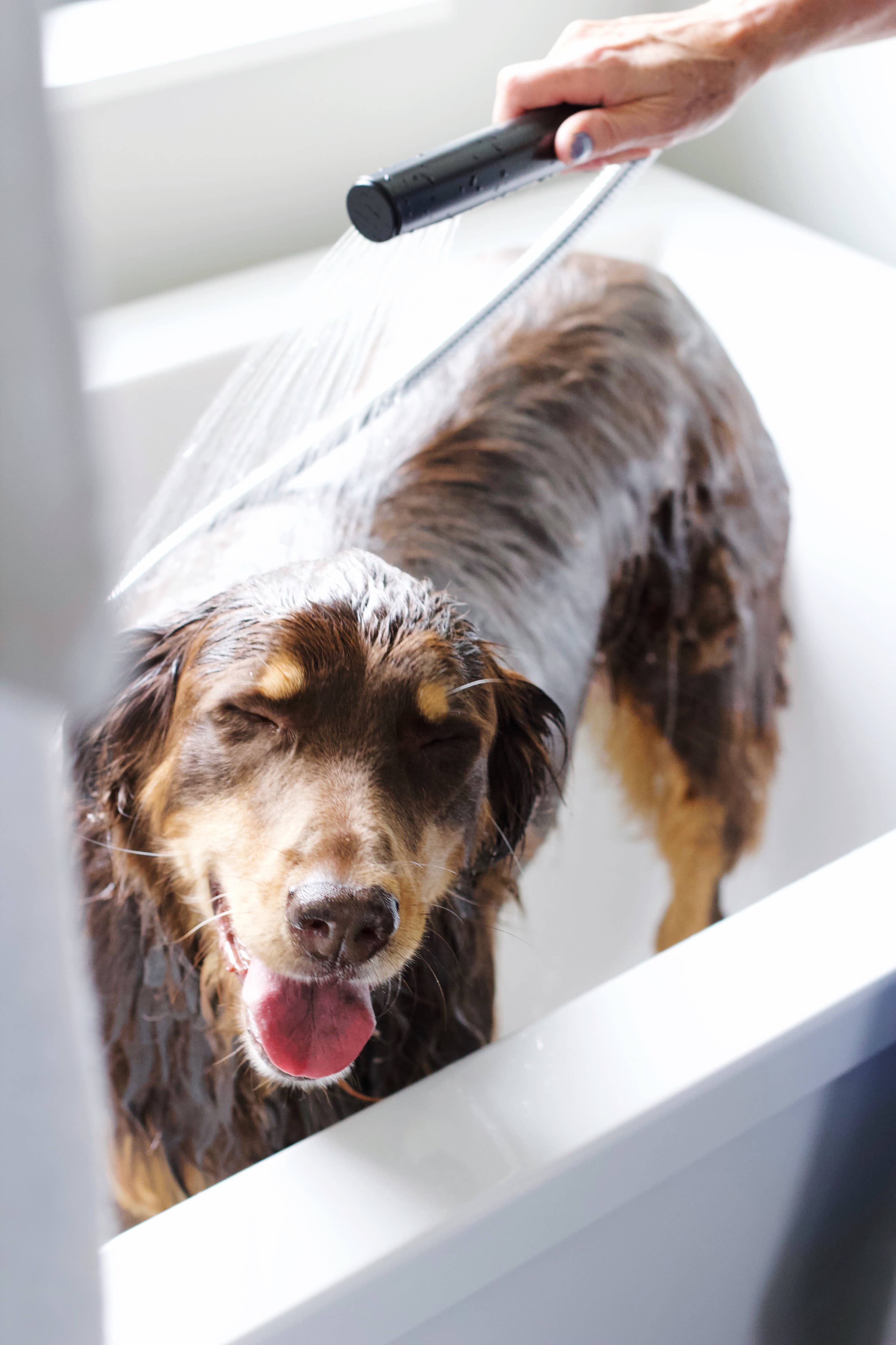 Dog & Cat Shampoo: Blue Cypress + Neroli