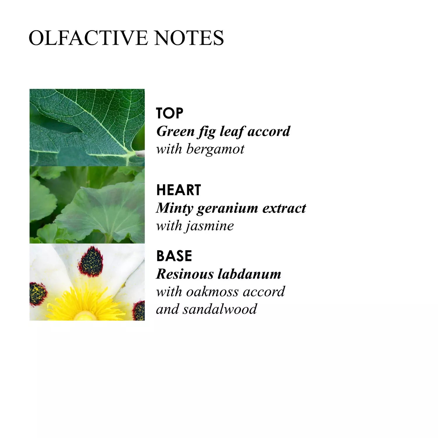 Geranium Nefertum Body Lotion