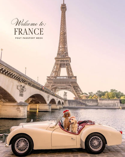 France - Stamp Collection